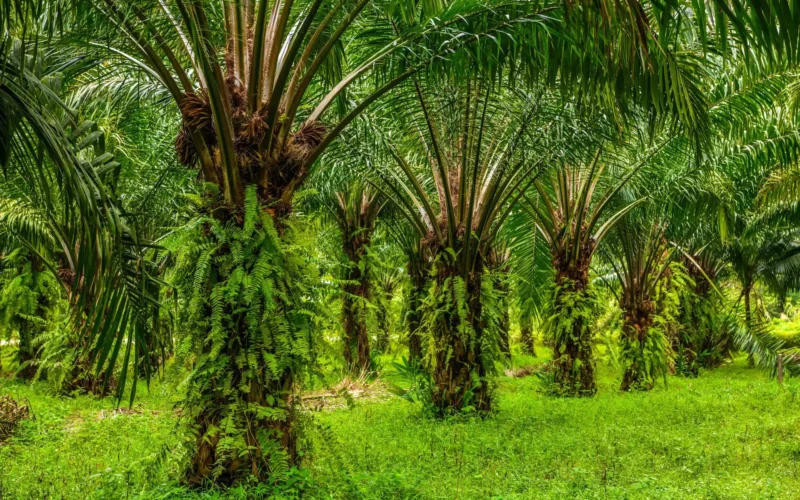 Kebun Sawit