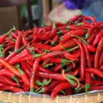 Harga cabai hari ini