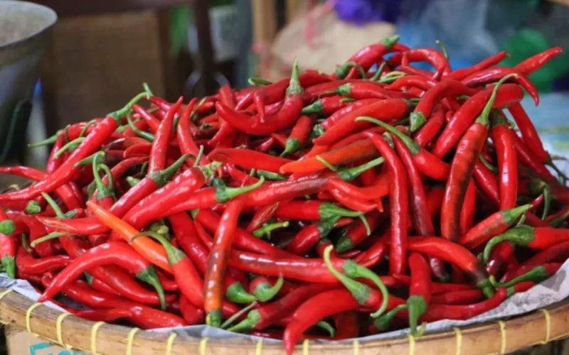 Harga cabai hari ini