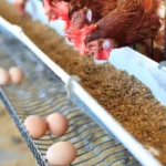 Peternakan Ayam Petelur