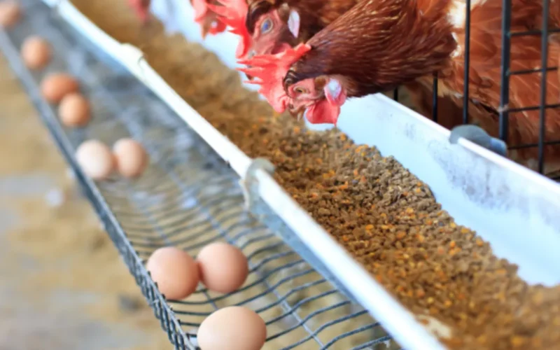 Peternakan Ayam Petelur