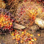Kelapa Sawit