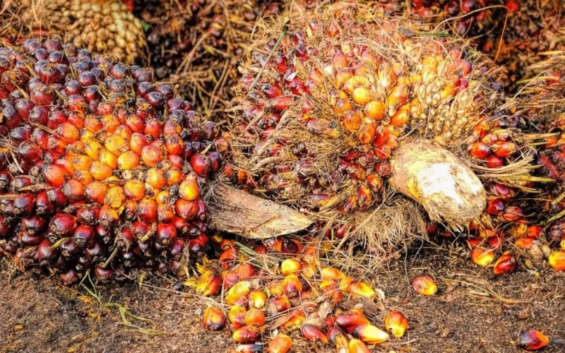 Disrupsi Selat Hormuz: Biaya Logistik Melambung, Ekspor Sawit Indonesia Tertekan
